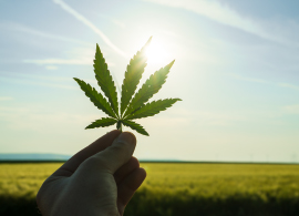 Marihuana Leaf with Field for Cropping Cannabis in Colombia