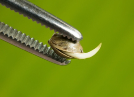 Cannabis Seeds in Colombia