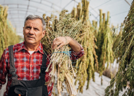 Cannabis Man With Dried Cannabis on Shoulders